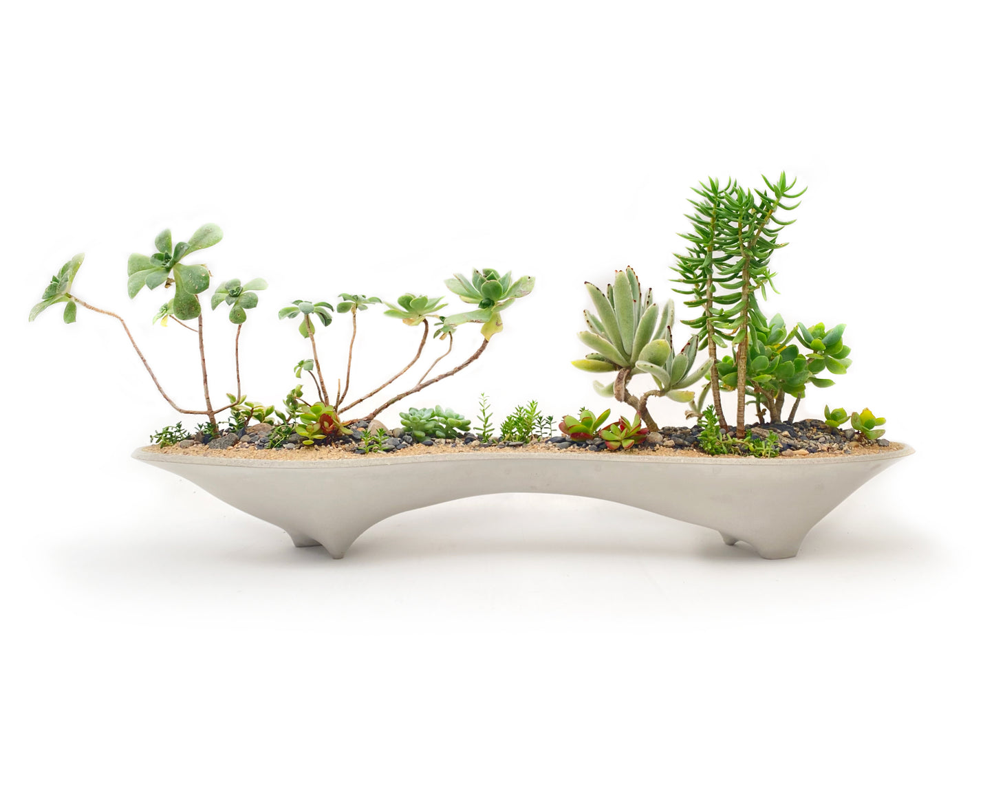 Twin Planter – 28" Long Concrete Planter for Bonsai & Succulent Displays