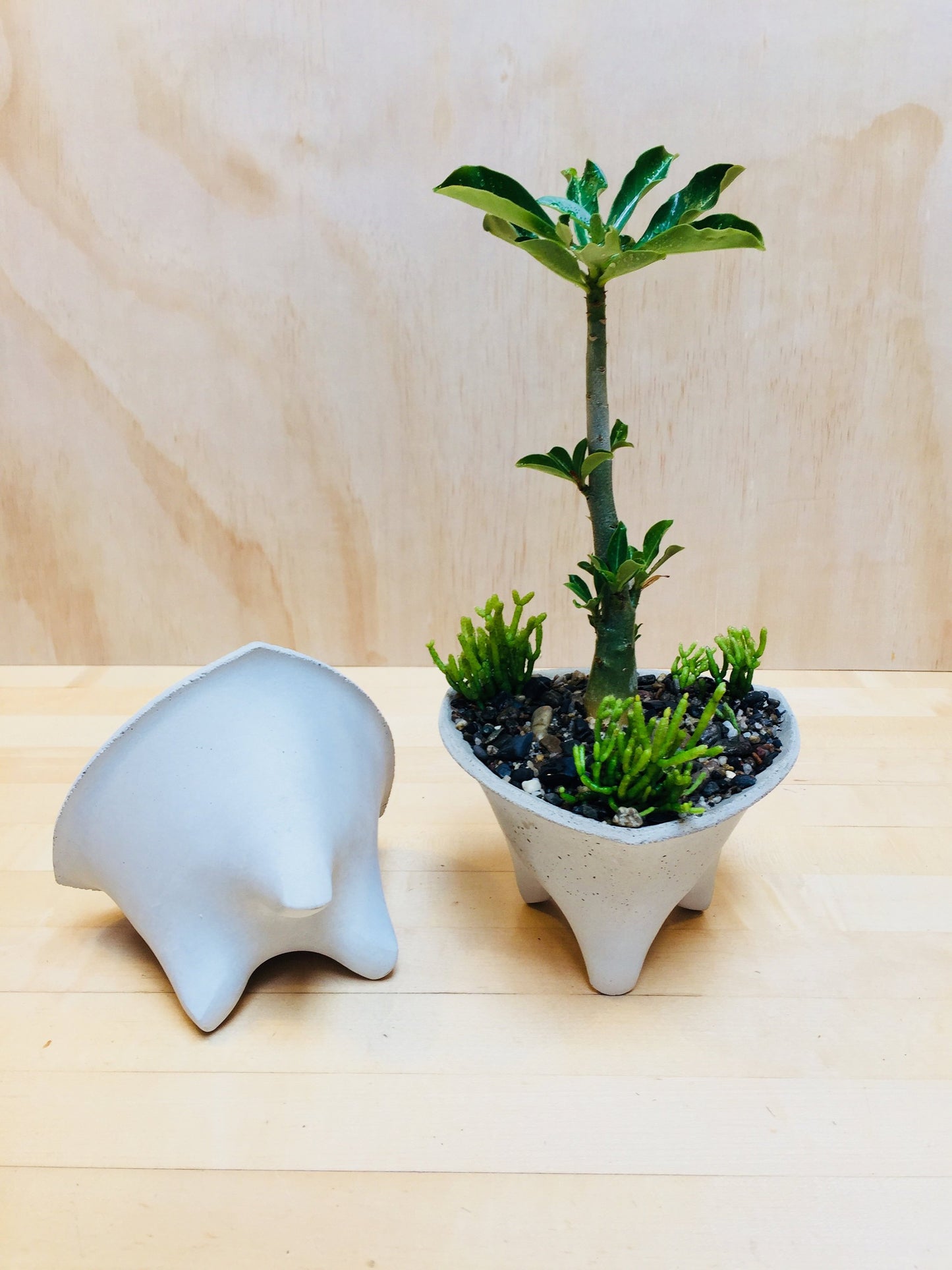 Triangle Modern Scucculent Planter | Concrete Planter | Small Modern Planter Design | Gift Size