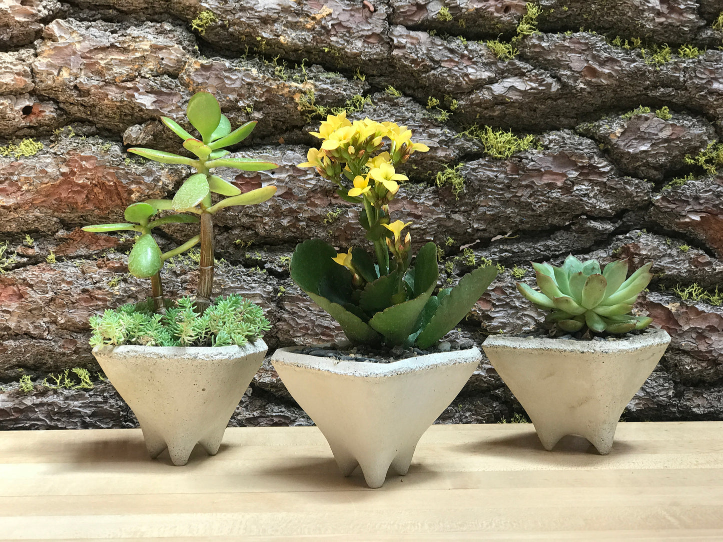 Pebble Gift Planters, Set of 3 Mini modern pots for succulent plants