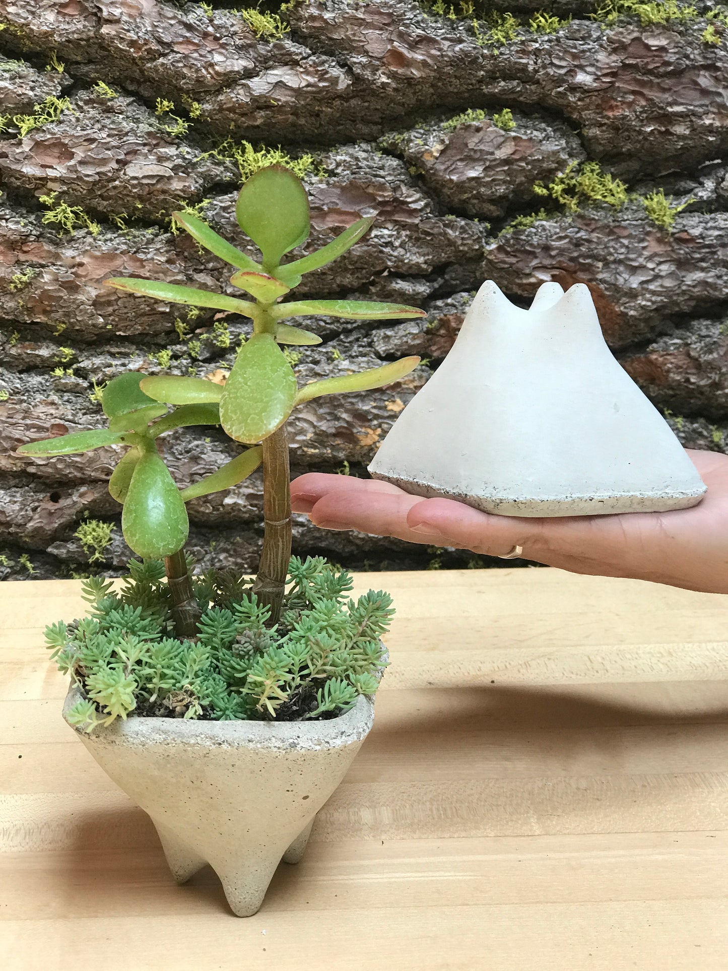 Pebble Gift Planters, Set of 3 Mini modern pots for succulent plants