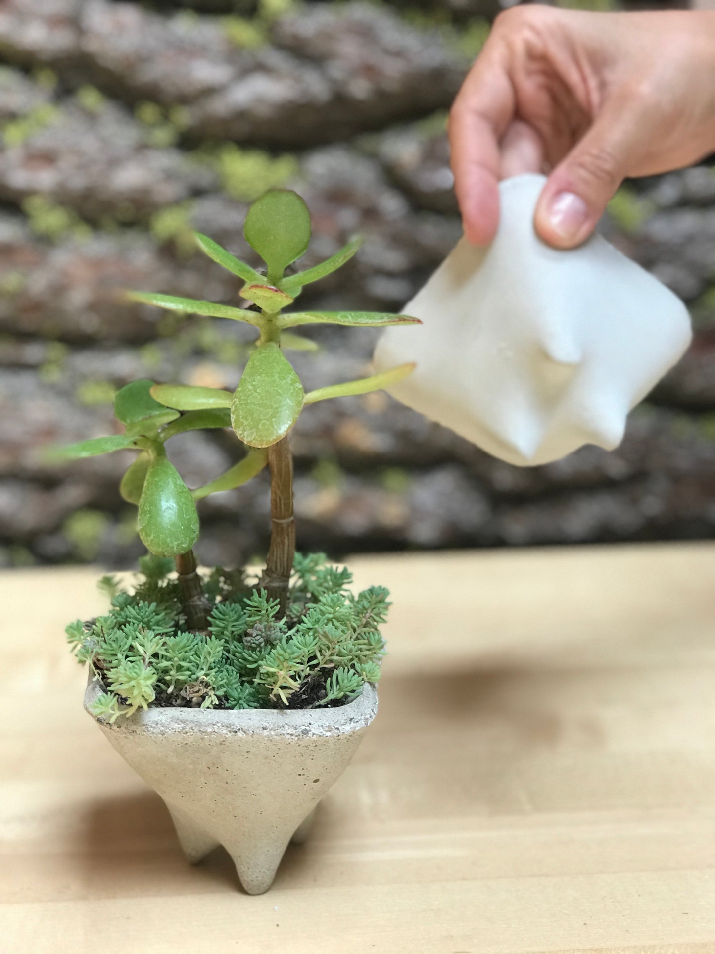 Pebble Gift Planters, Set of 3 Mini modern pots for succulent plants