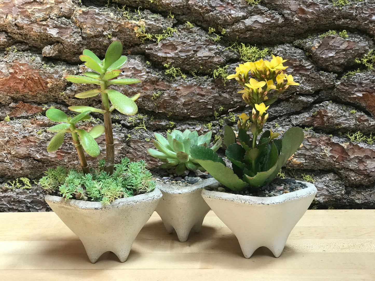Pebble Gift Planters, Set of 3 Mini modern pots for succulent plants